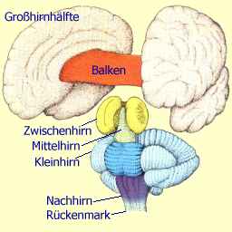 Aufbau des Gehirns